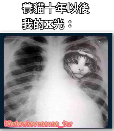 图片上方有黑色加粗文字“养猫十年以后 我的X光：”，下方是一张胸部X光片，其中被巧妙地合成了一只猫的面部，猫脸位于胸腔中央位置，眼睛和鼻子清晰可见，仿佛猫“住”在了人的身体里，营造出幽默夸张的效果，表达养猫多年后与猫咪深度绑定的趣味情感。
