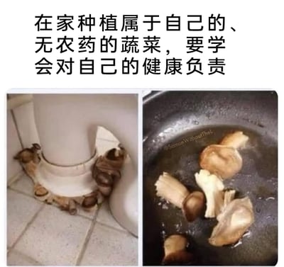 这是一张左右对比的搞笑梗图，上方配有文字“在家种植属于自己的、无农药的蔬菜，要学会对自己的健康负责”。左侧图片展示了卫生间马桶底座的瓷砖缝隙里自然生长出的野生蘑菇，右侧图片则是将这些蘑菇摘下后放在锅中烹饪的画面。图中用荒诞的方式调侃“在家种植无农药蔬菜”的概念，实际卫生间生长的野生蘑菇并不适合食用，属于用生活里的意外场景制造反差笑点的创作。