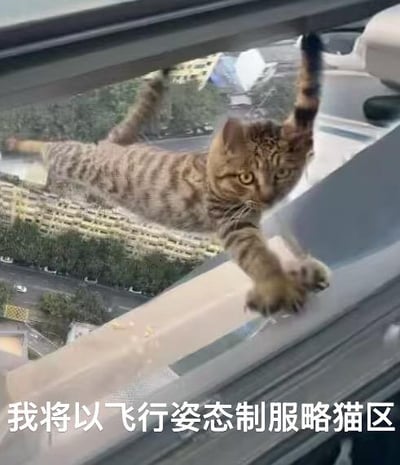 这是一张宠物主人拍摄的真实照片，一只狸花猫扒在高层住宅的打开的窗户边缘，身体悬空，四肢和尾巴张开，呈现出类似飞行的姿态，面部表情严肃专注。图片下方配有文字：“我将以飞行姿态制服略猫区”，其中“略猫区”是“猎猫区”的谐音，是网友玩的趣味谐音梗，给这只猫咪赋予了如同战士般的霸气设定，让原本猫咪的日常搞怪瞬间变得充满趣味和反差感。