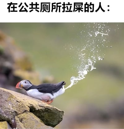 图片上方有黑色文字标题“在公共厕所拉屎的人：”，下方是一张海鹦的照片。海鹦站在岩石上，尾部有明显的水流喷出并溅起水花，通过将海鹦喷水的动作幽默类比为在公共厕所如厕的场景，营造出滑稽搞笑的效果。