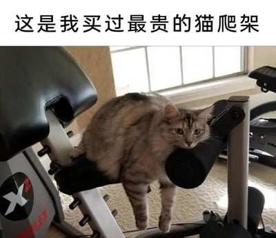 这是一则搞笑的宠物主题图文内容，顶部配有文字“这是我买过最贵的猫爬架”。画面中，一只带有斑纹的长毛猫咪正慵懒地趴在室内的健身器材黑色靠垫上，将价格高昂的健身器材当作了猫爬架，猫咪的两只前爪自然垂下，眼神看起来慵懒又带着一丝无奈。场景位于室内的健身区域，地面铺有地毯，背景中可以看到窗户以及其他健身器材，整体画面通过猫咪的可爱行为和搞笑文案的结合，调侃了猫咪喜欢占据人类物品的习性，充满趣味。
