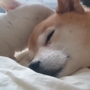 柴犬与白兔贴贴睡觉 文字渐显'快起床'