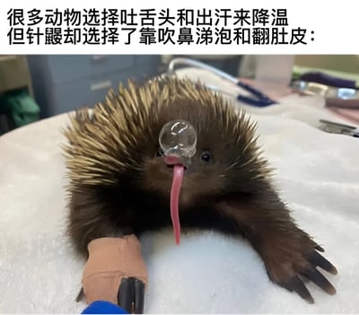 图片展示了一只针鼹躺在白色的垫子上，身体呈现翻肚皮的姿势，鼻子上顶着一个透明的鼻涕泡，同时伸出粉红色的舌头。它的一只爪子上缠着浅色的绷带，背景中隐约可见医疗工具，推测是在兽医诊所或类似的医疗环境中。图片上方配有文字说明针鼹独特的降温方式：靠吹鼻涕泡和翻肚皮，与其他动物吐舌头和出汗的降温方式形成对比。