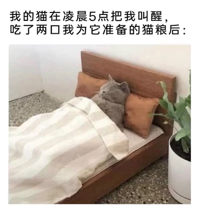 这是一张图文结合的搞笑宠物梗图，上方配文描述了铲屎官的经历：凌晨5点被自己的猫叫醒，给猫准备好猫粮后，猫只吃了两口就去睡觉了。下方的图片里，一只灰色猫咪躺在缩小版的人类木质床上，枕着棕色枕头，盖着米白条纹被子，神态放松地躺着睡觉，用拟人化的场景生动还原了猫咪随性的“主子”行为，精准戳中铲屎官被猫咪折腾的无奈又好笑的日常，引发同类养宠人的共鸣。