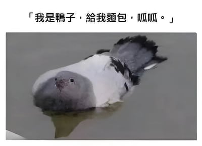 图片中是一只漂浮在水面上的鸭子，头部和上半身露出水面，羽毛呈灰白相间。鸭子上方配有文字：「我是鸭子，给我面包，呱呱。」，通过拟人化的方式让鸭子说出想要面包的诉求，整体风格幽默搞笑，营造出可爱又有趣的氛围。