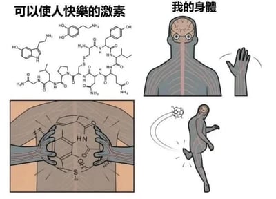这是一张由四格画面组成的连环卡通梗图，采用图文混排的形式。左上区域标注“可以使人快樂的激素”，展示了多种能带来愉悦感的激素的化学结构式；右上区域标注“我的身體”，呈现了一个头部带有大脑图案的卡通人形，其手部不受控制地抽搐；左下区域描绘了这个卡通人形用双手在自己的身体内部，对快乐激素的化学结构进行拆解的动作；右下区域则是该卡通人形被一个类似激素结构的物体砸中，身体做出弹跳起来的反应。整张图以夸张荒诞的卡通表现手法，调侃自身难以从快乐激素中获得愉悦感，甚至身体仿佛在“抗拒”快乐激素的状态，以此表达当代人情绪低落、难以感受到快乐的情绪困扰，充满黑色幽默。