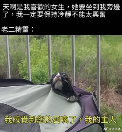 图片上半部分为文字：'天啊是我喜歡的女生，她要坐到我旁邊了，我一定要保持冷靜不能太興奮'，表达了男生面对喜欢的女生即将坐在旁边时的紧张与故作镇定的内心活动。下半部分是一只黑白相间的猫从包中探出头，仰头望向上方，图片下方配有黄色文字'我感覺到您的召喚了，我的主人'，上方标注'老二精靈：'。通过将男生的内心戏与猫的拟人化回应结合，形成幽默反差，笑点在于用'老二精靈'的调侃打破了原本紧张的氛围。