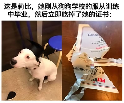 图片采用左右对比构图，左侧为一只名叫莉比的白色狗狗，头戴黑色毕业帽，眼神无辜地望向左侧，背景可见蓝色凳子与深色墙壁；右侧是被撕碎的毕业证书，纸张边缘破损，部分英文“Certificate”及红色“PET”字样清晰可辨。上方文字点明核心剧情：莉比刚从狗狗服从训练学校毕业，就立刻吃掉了自己的证书。整体通过狗狗“毕业荣耀”与“破坏证书”的反差行为，营造出幽默诙谐的效果，展现宠物的调皮本性与可爱反差萌。