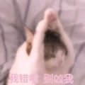 举爪祈祷的猫猫祟祟小兔