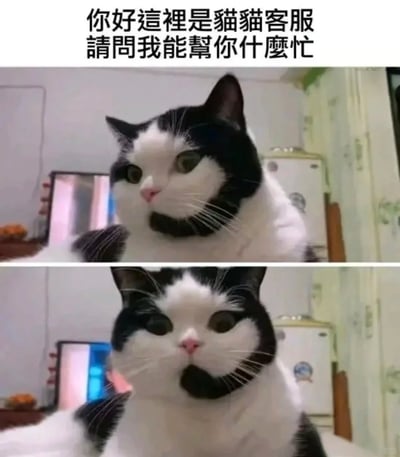 这是一张上下拼接的搞笑表情包，上方是一只自带“口罩”样式花纹的黑白奶牛猫，搭配文字“你好这里是猫猫客服 请问我能帮你什么忙”，猫咪表情温和，呈现出客服专业回应的状态；下方是同一只猫咪，眼睛瞪大，表情瞬间变得呆滞惊讶，模拟出客服在听到棘手问题后瞬间卡壳、不知所措的反差状态，用猫咪的真实表情变化制造出诙谐的效果，常被用来调侃工作中的突发状况，或是表达自己面对问题时从从容到慌乱的心情。