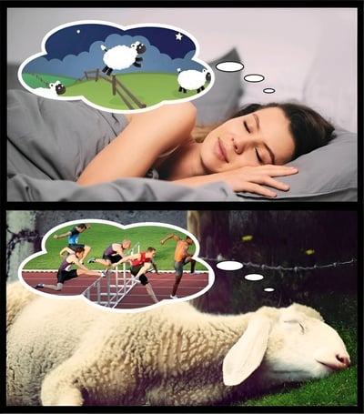 上下对比图展示了人类和羊的睡眠思维反转。上图中一位女性躺在床上睡觉，思想泡泡里是传统的数羊场景；下图中一只羊在草地上睡觉，思想泡泡里却是运动员跨栏的画面，幽默地颠倒了人类数羊助眠的概念。