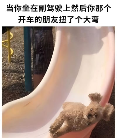 图片上方配有文字“当你坐在副驾驶上然后你那个开车的朋友扭了个大弯”，下方是一张实拍照片：一只小型犬（疑似贵宾犬）满身沙土，四脚朝天般狼狈地躺在粉色滑梯底部，毛发凌乱，眼神略显呆滞。通过将副驾驶乘客在急转弯时被甩动的狼狈状态，与滑梯上沾满沙土的小狗形象进行幽默类比，生动展现了乘车时遇到急弯的身体失控感。