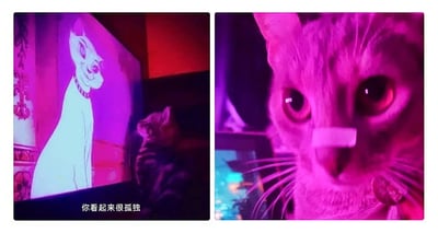 这是一张左右拼接的图片，左侧画面中，一只花纹现实猫咪正抬头注视着屏幕里的动画白猫，屏幕下方配有字幕“你看起来很孤独”，动画白猫侧头看向现实猫咪，画面在紫粉色灯光下透着淡淡的落寞氛围；右侧画面是这只花纹猫咪的近距离特写，它的鼻子上贴着一块白色方形贴布，圆睁的眼睛里带着茫然和低落，爪子里还握着一枚类似硬币的物品，整体画面的紫色色调与左侧保持一致，仿佛现实猫咪真的被动画里的台词戳中内心，生动呈现出猫咪孤单的状态，充满趣味又略带戳人的情绪感。