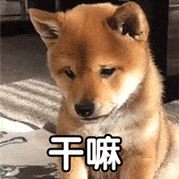 柴犬歪头四连问：干嘛干嘛干嘛干嘛