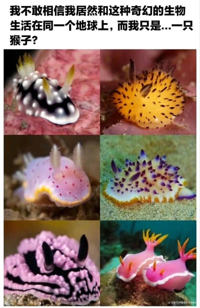 图片上方配有文字“我不敢相信我居然和这种奇幻的生物生活在同一个地球上，而我只是...一只猴子？”，下方是六张色彩鲜艳、形态奇特的海蛞蝓照片，排列成2x3网格。海蛞蝓颜色多样，包括黑白黄相间、黄色带黑点、粉色带白点、紫白相间等，展现出海洋生物的奇幻美感，文字以自嘲的口吻表达对这些生物存在的惊叹。