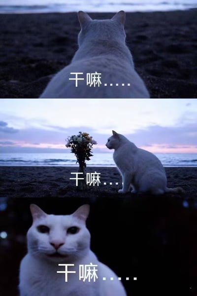这是一组由三张真实拍摄的白猫照片拼接而成的梗图，展示了黄昏海边沙滩上的白猫的三个状态：第一张白猫背对着镜头，配文“干嘛....”，满是疏离感；第二张白猫侧身面对沙滩上的一束花，同样配文“干嘛....”，像是被打扰的冷漠；第三张白猫正面看向镜头，配文“干嘛....”，眼神带着疑惑又有点不耐烦。整体营造出一种孤独又傲娇的氛围，没有双关或谐音梗，主要用来表达被打扰时的不耐烦、茫然，或是展现孤独的状态。