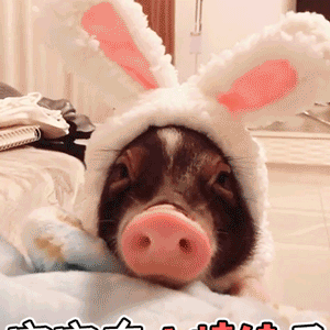 戴兔子帽的小猪：宝宝有小情绪了