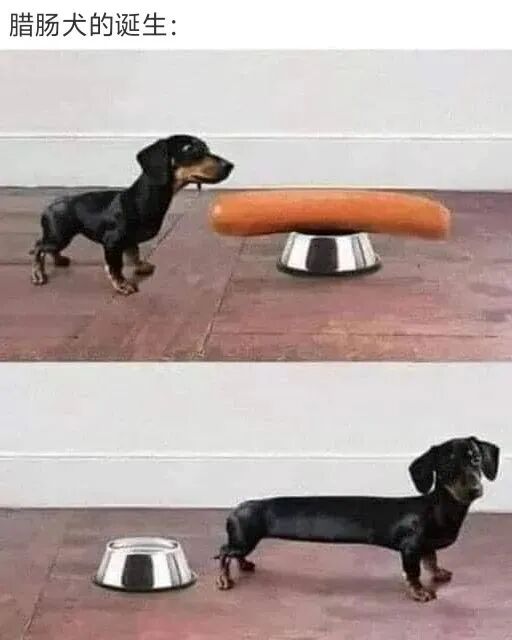 腊肠犬