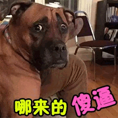 震惊表情狗狗配文'哪来的 傻逼'