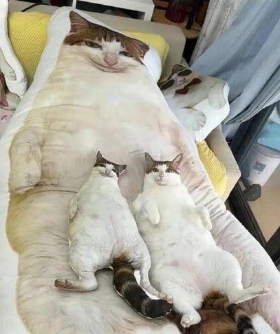 画面展示了一个温馨又搞笑的场景：沙发上放着一个印有大猫咪仰躺图案的长条抱枕，两只和抱枕上猫咪长相风格相似的真实猫咪，恰好仰躺在抱枕的“肚子”区域，它们的躺卧姿势和抱枕上的猫咪几乎同步，看起来就像是抱枕猫咪的“缩小版孩子”，视觉上形成了有趣的呼应，充满了治愈感，让人觉得十分可爱。