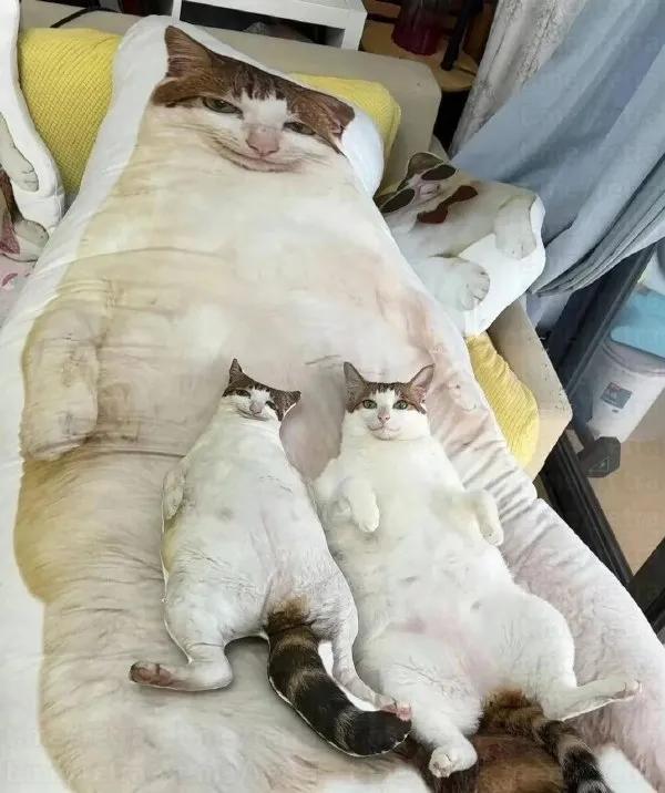 白棕猫咪