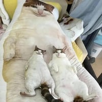 白棕猫咪