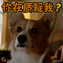 柯基疑惑质问表情包GIF