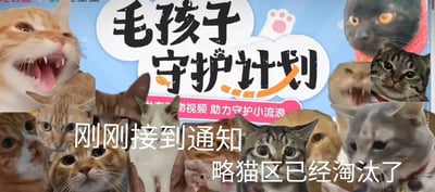 这是一张网友自制的多图拼接式图文混排表情包，背景是带有“毛孩子守护计划 发布动物视频 助力守护小流浪”字样的公益宣传图，前景密集拼贴了十多张神态各异的热门猫咪表情包，包括张嘴暴躁大叫、一脸疑惑直视镜头、双眼瞪大显惊恐等多种搞怪神态的真实猫咪。图中叠加了醒目的白色文字“刚刚接到通知 略猫区已经淘汰了”，其中“略猫”是“撸猫”的谐音梗，通过文字游戏制造出幽默戏谑的效果，用严肃的通知语气搭配搞怪的猫咪表情，形成强烈反差，整体风格搞笑有趣，适合在社交平台用来玩梗互动。