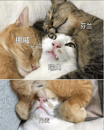 这是一张上下拼接的猫咪主题 meme 图，幽默展现北欧国家间的亲密关系。上图中三只猫咪相互依偎：左侧橘猫闭眼沉睡，标注为“挪威”；中间白猫瞪大双眼、嘴巴微张露出尖牙，表情惊讶，标注为“瑞典”；右侧虎斑猫同样闭眼酣睡，标注为“芬兰”。下图中一只猫咪被橘猫从上方环抱，标注为“丹麦”，整体呈现出温馨又搞笑的“贴贴”场景。