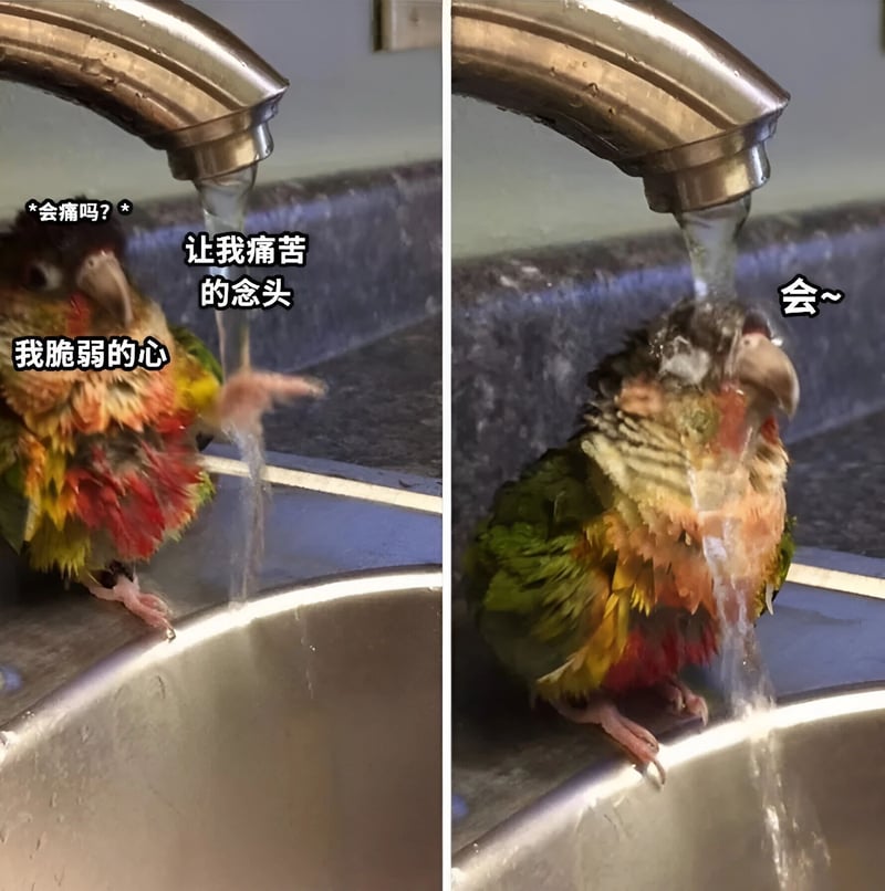 鹦鹉
