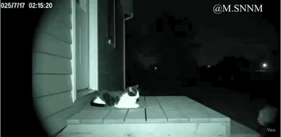 这是一张夜视监控拍摄的画面，画面中一只白棕花色的猫咪安静地趴在房屋门口的木质平台上，背景是昏暗的户外环境，画面左上角显示时间为025/7/17 02:15:20，右上角有@M.SNNM的水印，右下角有监控设备品牌“Veo”的标识，整体画面为黑白夜视风格，氛围静谧。