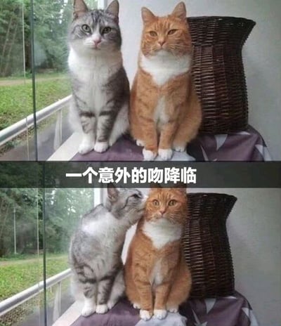 两张猫咪对比图：上图中灰猫与橘猫并排端坐窗台，表情严肃；下图中灰猫突然转头轻吻橘猫脸颊，橘猫一脸淡定。中间配文'一个意外的吻降临'，展现萌宠间的温馨反差瞬间，可爱度拉满。
