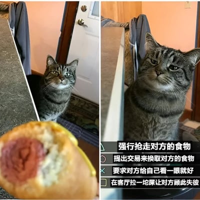 这是一张左右对比的双图拼接梗图，左侧画面中一只虎斑猫正专注地盯着前方的热狗，眼神中充满渴望；右侧画面中同一只猫表情变得自信得意，抬头看向镜头。图片右侧配有四项文字选项，分别是“强行抢走对方的食物”、“提出交易来换取对方的食物”、“要求对方给自己看一眼就好”和“在客厅拉一坨屎让对方顾此失彼”，幽默地展现了猫咪面对食物时可能采取的不同策略。