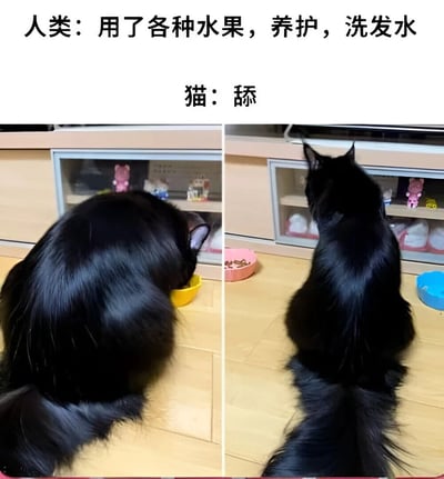 这是一张左右对比图，展示了人类和猫咪在毛发护理上的巨大差异。左侧图片中，一只黑猫正在黄色碗中进食，上方文字写着"人类：用了各种水果，养护，洗发水"；右侧图片中，同一只黑猫正在舔毛自我清洁，上方文字写着"猫：舔"。通过简洁的对比，幽默地表现了人类护理程序的复杂与猫咪自然护理方式的简单直接。