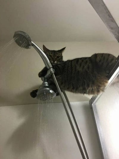一只虎斑猫用爪子紧紧抓住淋浴喷头，身体悬空挂在浴室天花板附近，淋浴头正在喷水，猫咪眼神专注地看向镜头，姿态既滑稽又霸气，仿佛在霸占浴室水源。