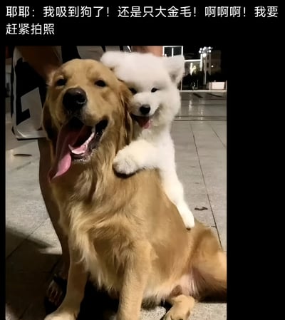 图片上方有文字：'耶耶：我吸到狗了！还是只大金毛！啊啊啊！我要赶紧拍照'。下方是两只狗狗的合照：一只金黄色的金毛犬坐在地面上，嘴巴张开，舌头吐出，表情开心；一只白色的小狗（耶耶）从后方抱住金毛犬，前爪搭在其背上，同样露出开心的表情。背景是夜晚的户外广场，地面为灰色地砖，远处有灯光和建筑物。整体画面充满温馨治愈的氛围，展现了宠物间的友好互动。