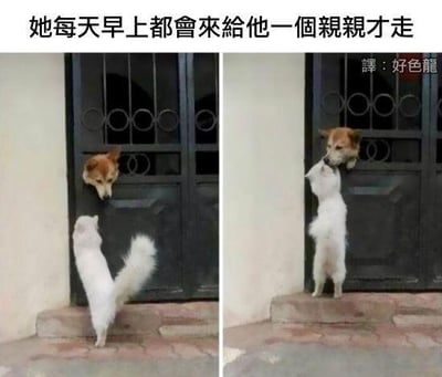 这是一组左右对比的宠物照片，左侧画面中，一只白色猫咪站在台阶上，抬头看向铁门内探出头的棕色小狗；右侧画面里，两只小动物隔着铁门亲昵地亲吻在一起。图上方配有繁体中文文字“她每天早上都會來給他一個親親才走”，右上角还有小字“譯：好色龍”，这里是谐音梗，“好色龍”谐音“好色郎”，用拟人化的方式调侃这对动物的亲密互动，增添搞笑氛围。