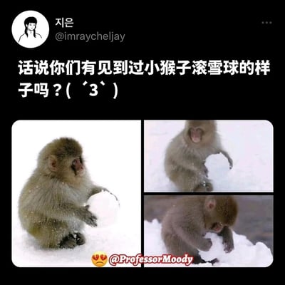 这是一张来自海外社交平台的分享截图，发布者账号为@imraycheljay，配文询问大家是否见过小猴子滚雪球的样子。截图下方拼接了三张日本猕猴（雪猴）幼崽在雪地里玩雪球的实拍图片：第一张里小猴坐着，双手捧着雪球，神情专注；第二张中小猴抱着雪球，看起来兴奋又开心；第三张里小猴低头认真摆弄着雪球。图片右下角带有🥺@ProfessorMoody的水印，整体画面充满治愈感，展现了野生动物在自然环境中的趣味日常，十分惹人喜爱。