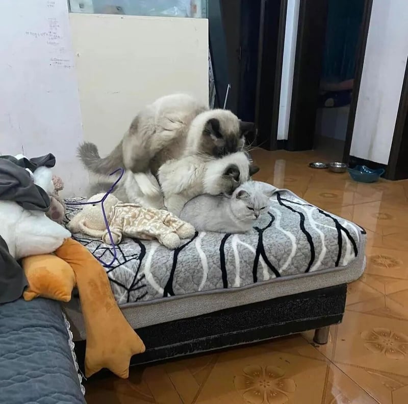 英短猫