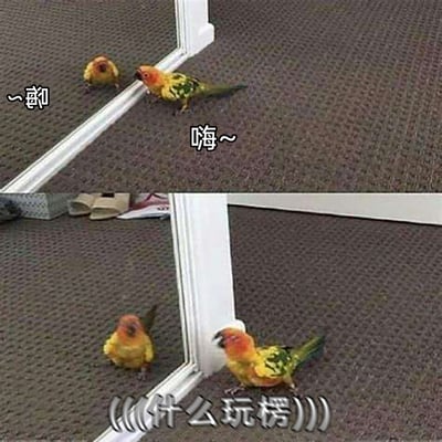 这是一张上下拼接的对比式搞笑梗图，上图中一只色彩鲜艳的鹦鹉对着落地镜里的自己热情打招呼，配文“嗨~”，镜子里的反向文字为“~郈”；下图里鹦鹉绕到了镜子的侧面，发现原本在镜子里的“自己”依然在镜子的另一侧，露出了十分错愕的表情，配文“(((什么玩楞)))”，生动还原了鹦鹉发现镜子“真相”时的惊讶反应，通过前后的情绪反差制造出强烈的搞笑效果。