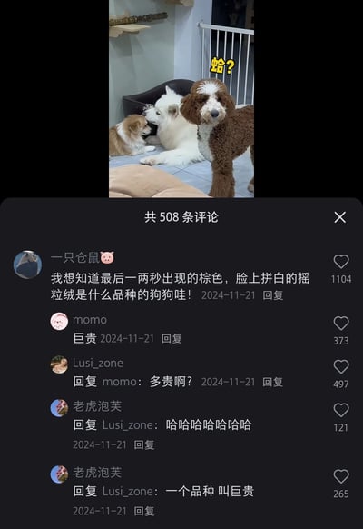 这是一张短视频平台的评论区截图，上方是视频画面，画面里有三只狗狗，其中一只棕白相间的狗狗是巨型贵宾犬（俗称巨贵）。评论区里，用户“一只仓鼠🐷”用“摇粒绒”形容这只狗狗的毛发，询问它的品种，用户“momo”回复“巨贵”，另一位用户“Lusi_zone”误以为“巨贵”是指价格昂贵，询问“多贵啊？”，随后用户“老虎泡芙”先是大笑，然后解释“巨贵”是狗狗的品种名称，这段互动因为对品种名称的误会产生了趣味效果。