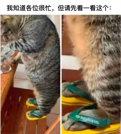图片上方有文字'我知道各位很忙，但请先看一看这个：'，下方分为左右两张图。左图中一只灰色猫咪站立在木质桌子上，两只后爪穿着黄色底绿色带的Havaianas人字拖，正伸前爪够桌上的物品；右图为猫咪后爪穿人字拖的特写，清晰可见拖鞋上的品牌标识。整体画面展现了猫咪拟人化穿拖鞋的可爱场景，充满趣味性。