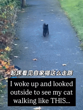 这是一张竖屏实拍的宠物趣事图，画面中一只纯黑的猫咪在户外的石板小路上行走，它的步伐僵硬机械，如同机器人一般，姿势十分魔性。图中叠加了中英双语字幕，中文为“起床看见自家猫这么走路”，英文为“I woke up and looked outside to see my cat walking like THIS...”，生动记录了主人清晨看到自家猫咪奇怪走路姿势的搞笑瞬间，充满趣味性，让人忍俊不禁。