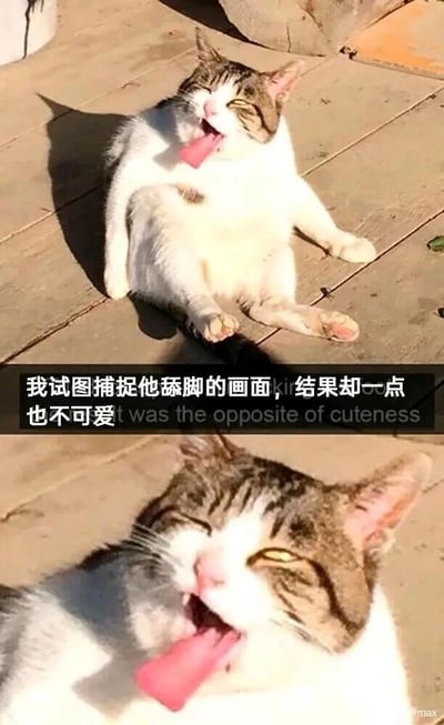 这是一张竖版的多图拼接文字加注图，由上下两张猫咪的照片拼接而成，主体是一只白棕相间的家猫。猫咪躺在室外的木质地板上，原本拍摄者想要捕捉它舔脚的可爱画面，但实际捕捉到的瞬间里，猫咪的舌头伸得格外长，半眯着眼睛，表情搞怪滑稽，完全没有预期中的软萌可爱。图中配有中文文字“我试图捕捉他舔脚的画面，结果却一点也不可爱”以及对应的英文翻译，清晰地展现了拍摄者的预期与实际画面的强烈反差，通过这种反差制造出搞笑的效果，让人觉得这只猫咪的瞬间十分滑稽有趣。