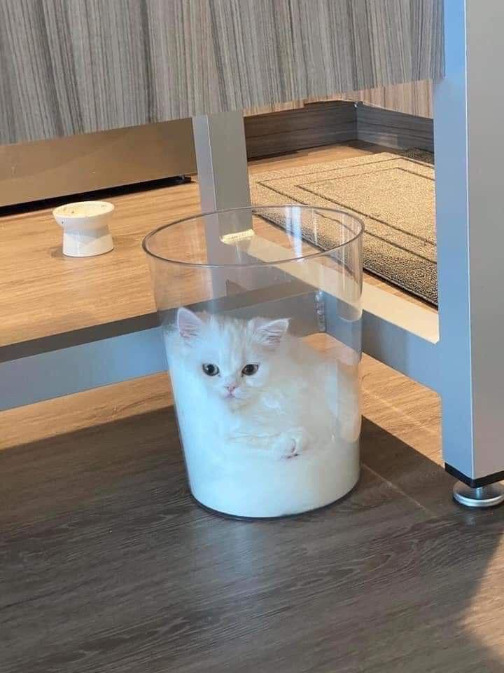 白色小奶猫