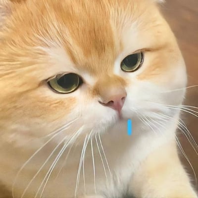 这是一张橘猫的近距离特写照片，猫咪有着橙黄色的毛发，面部口鼻周围为白色，眼睛呈明亮的绿色，眼神平静。在猫咪的嘴边，可以看到一个细小的蓝色物体，可能是小棍子或吸管。背景模糊，突出显示了猫咪的面部细节，包括清晰的白色胡须。