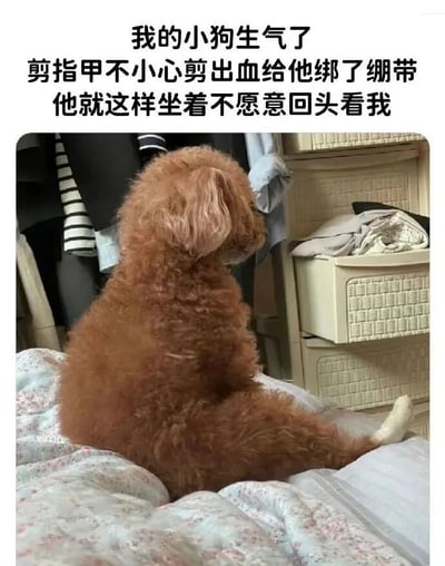 图片中是一只棕色卷毛小狗（疑似泰迪犬），正背对着镜头坐在铺有碎花图案毯子的床上。小狗的一只爪子缠着白色绷带，身体微微侧坐，头部转向右侧，明显在闹脾气不愿回头看主人。图片上方配有文字说明：“我的小狗生气了 剪指甲不小心剪出血给他绑了绷带 他就这样坐着不愿意回头看我”。背景中可见挂着的衣物和带有抽屉的储物柜，整体场景温馨日常，小狗的“生气”姿态显得既可爱又有点小委屈，展现了宠物与主人间有趣的互动瞬间。
