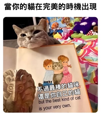 图片上方有文字“當你的貓在完美的時機出現”，下方是一只灰色猫咪趴在一本打开的儿童书籍上，头部探出看向镜头。书中插图描绘了两个孩子拥抱一只猫，插图下方配有文字“不過最棒的貓咪還是你自己的貓 but the best kind of cat is your very own.”。背景中可见彩色毛绒玩具。整体营造出温馨治愈的氛围，猫咪的“完美时机”出现与书中内容相呼应，突出“自家猫最棒”的主题，让养猫人士产生共鸣。