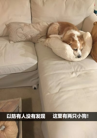 一张温馨的室内照片，展示了一只棕白相间的小狗蜷缩在米色沙发的抱枕上睡觉。图片底部有文字提示：'以防有人没有发现 这里有两只小狗!'，引导观众仔细观察。实际上，另一只小狗巧妙地隐藏在抱枕的形状中，形成了有趣的视觉错觉效果，初看容易被误认为只有一只狗。