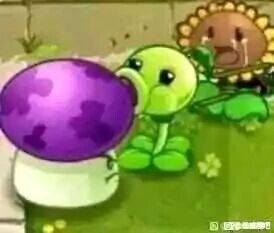 这是一张基于经典塔防游戏《植物大战僵尸》角色的P图改编作品，画面中左侧的大喷菇凑近中间的豌豆射手，做出类似亲吻的动作，豌豆射手双眼睁大，露出明显的惊讶神情，后方的向日葵则捂脸，脸上带着红晕，露出尴尬的神态。创作者通过修改游戏角色的动作与表情，将原本用于塔防作战的角色赋予了生活化的搞笑互动，营造出荒诞、趣味的恶搞氛围，属于玩家对游戏IP的二次创作内容。
